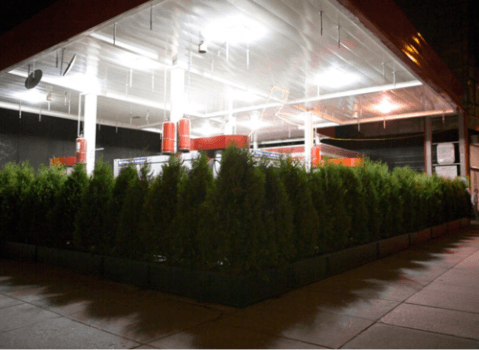 Никогда не разочарует, Майкл Шво устанавливает красивые деревья вокруг строительной площадки