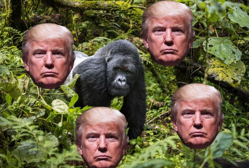Просто чтобы уточнить, Дональд Трамп на самом деле не смотрит канал гориллы весь день